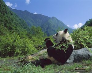 Панда в горах фото